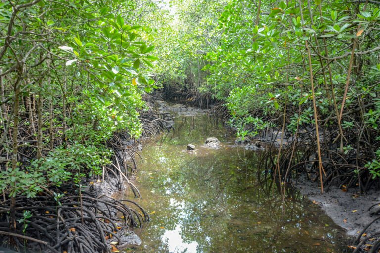 A mangrove channel in Zanzibar