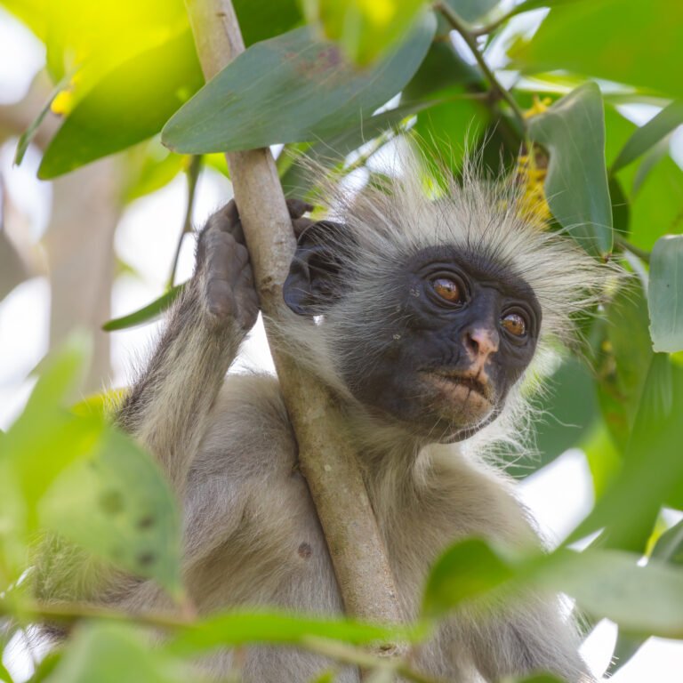 A Zanzibar red colobus in Jozani forest