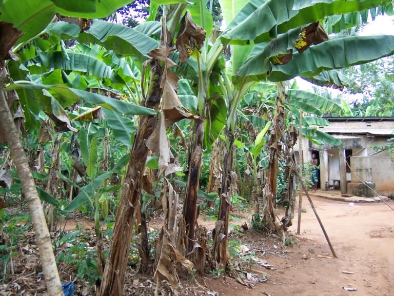 A spice farm plantation path in Zanzibar
