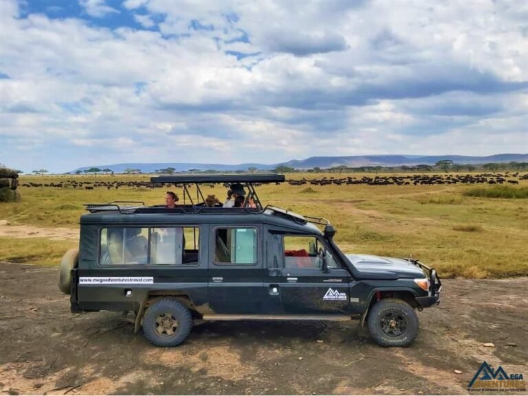 Safari vehicle interior