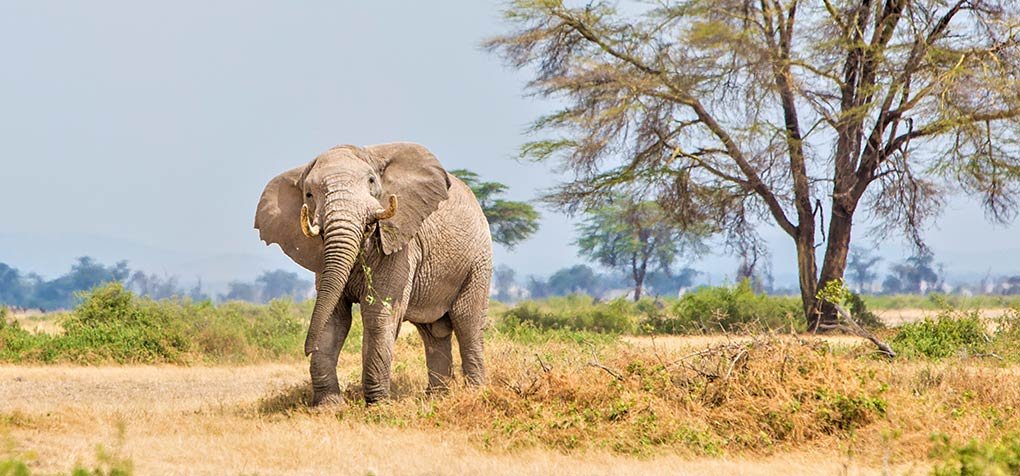 Enduimet Wildlife Management