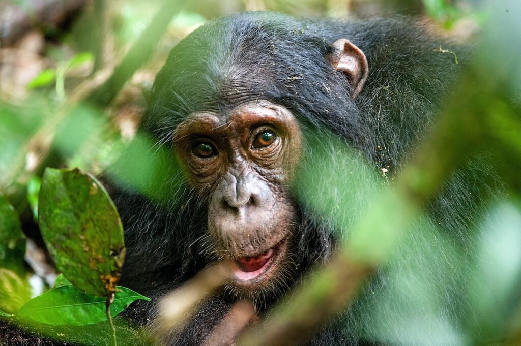 Gombe National Park