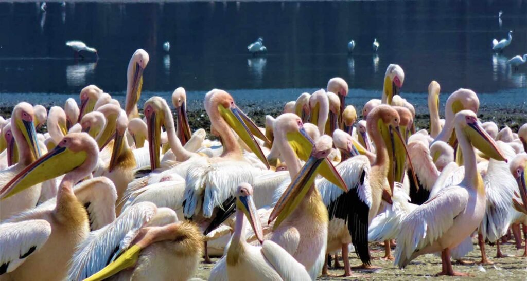 Lake Manyara National Park