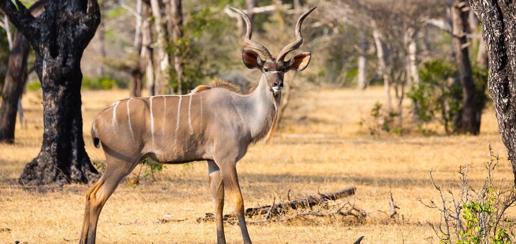 Nyerere National Park