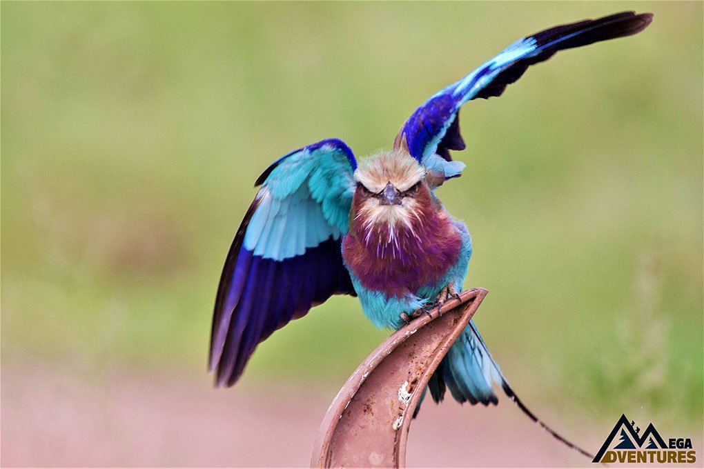 Ruaha National Park