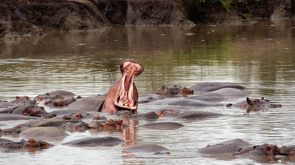 Saadani National Park